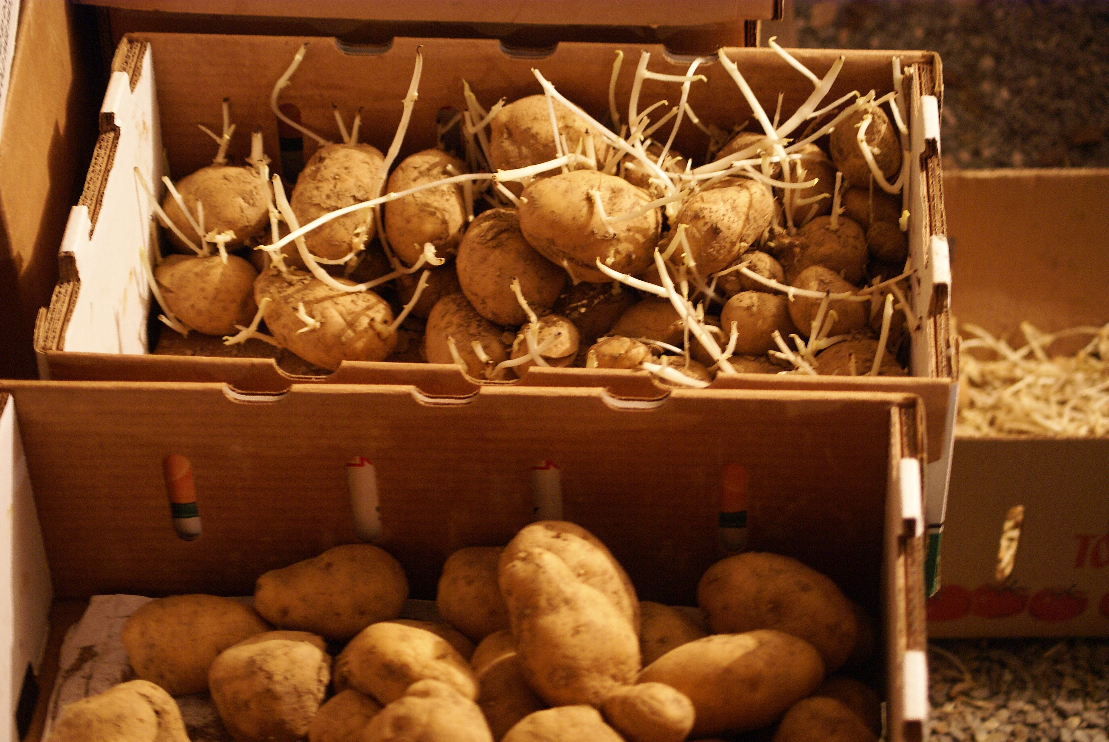 Проращивать картофель в темноте или на свету. Гала картофель пророщенная. Картошка семенами пророщенная. Ящик для картошки. Семенной картофель в хранилище.